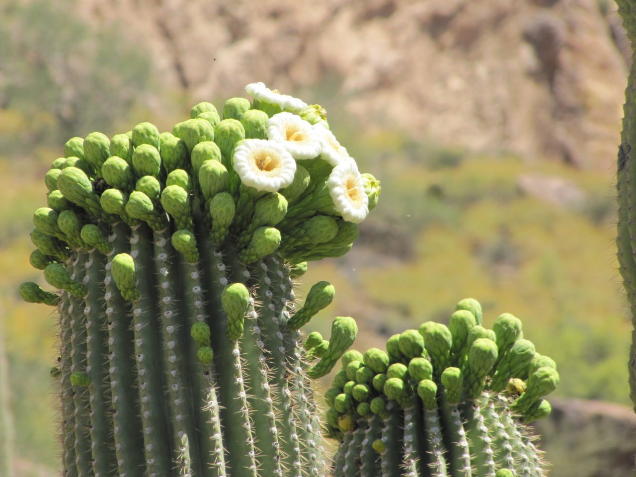 Saguaro catus in bloom, bats love em.