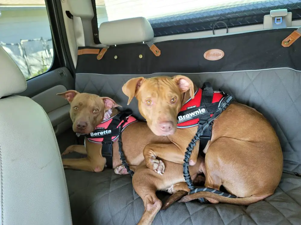 Dog seat cover store for chevy silverado